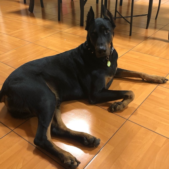 Other - RIP My Sweet Angel.. Rex 💙🐾